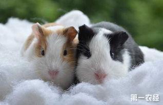 国产荷兰猪怎么洗澡视频,国产萌宠洗护教程