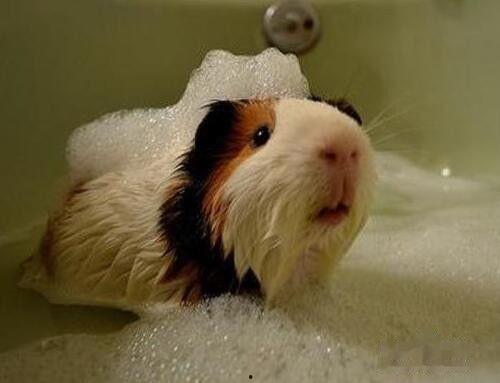 国产荷兰猪怎么洗澡视频,国产萌宠洗护教程