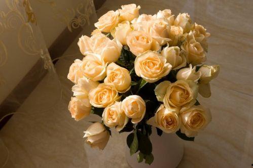 香槟色国产玫瑰视频,绽放的浪漫与时尚